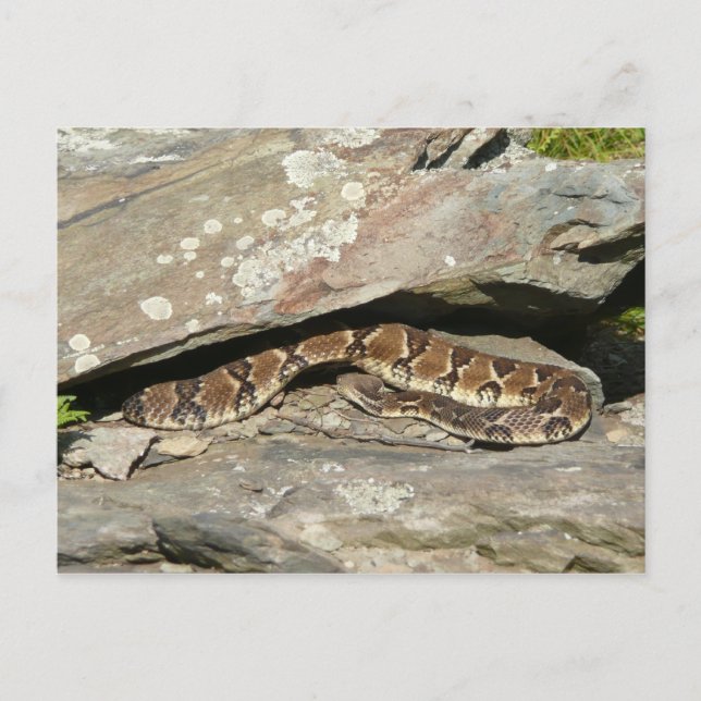 Skallerorm i Shenandoah National Park Vykort (Framsida)