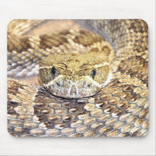 Skallerorm Musmatta
