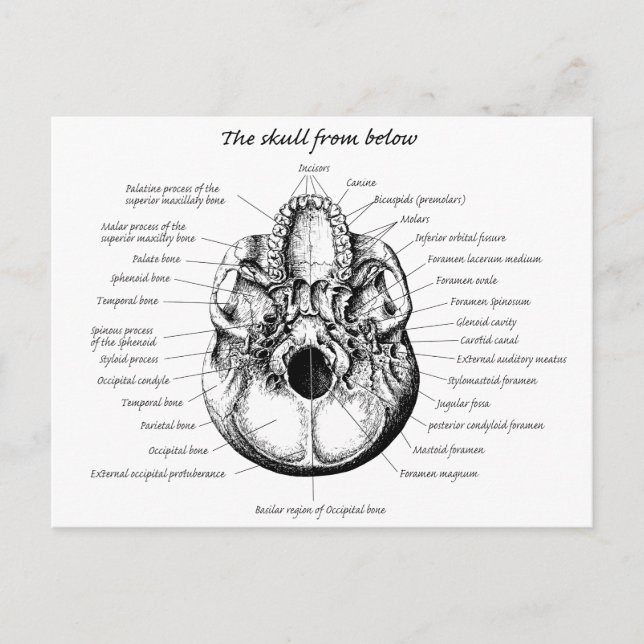 Skallets detaljer sida vykort (Framsida)