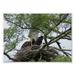 Skalliga Eagel bygga bo in det fotografiska Fototryck