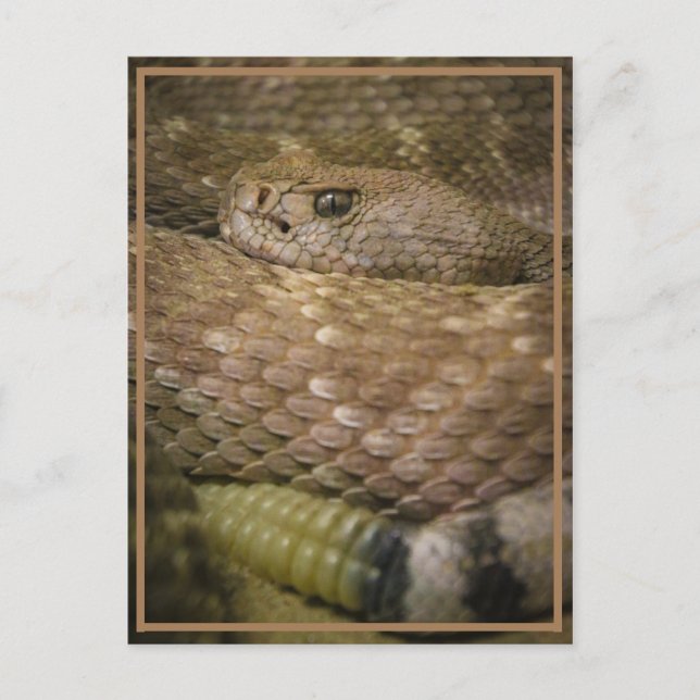 skam vykort (Framsida)