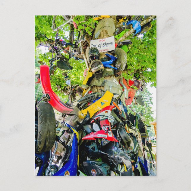 Skammens träd svan i draken vykort (Framsida)