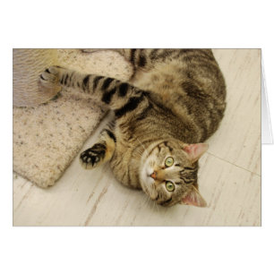 Skämtsam katt OBS kort