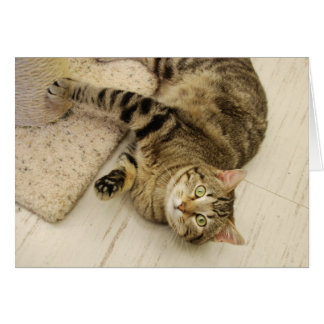 Skämtsam katt OBS kort