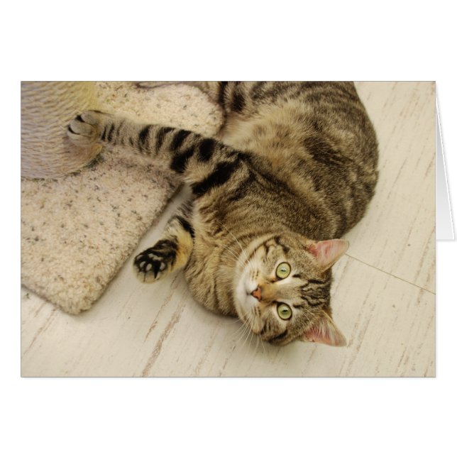 Skämtsam katt OBS kort (Framsidan Horizontal)