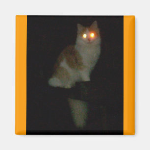 skämtsam kattunge magnet