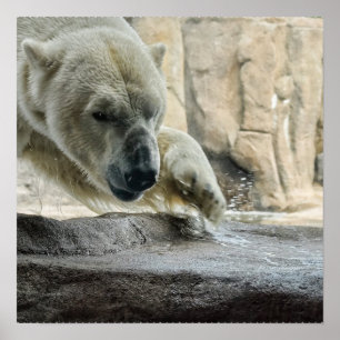 Skämtsam polar björnaffisch poster