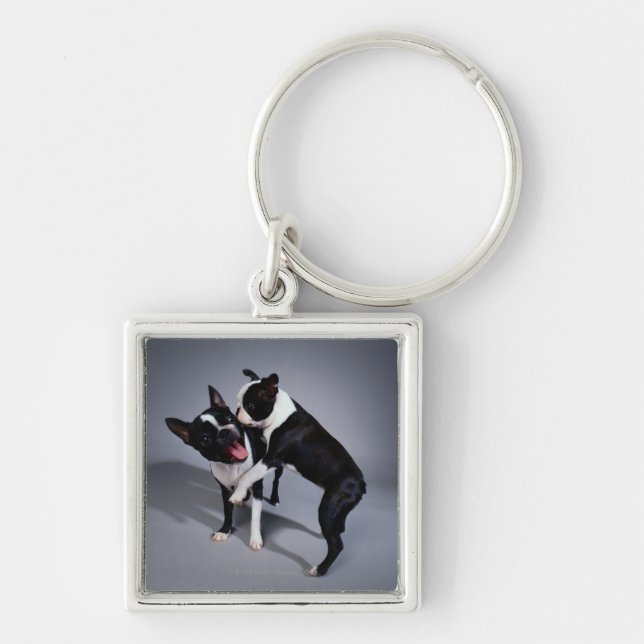 Skämtsamma Boston Terriers Fyrkantig Silverfärgad Nyckelring (Framsidan)