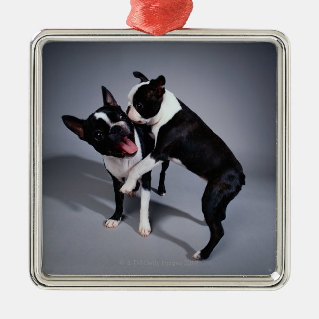 Skämtsamma Boston Terriers Julgransprydnad Metall (Framsidan)