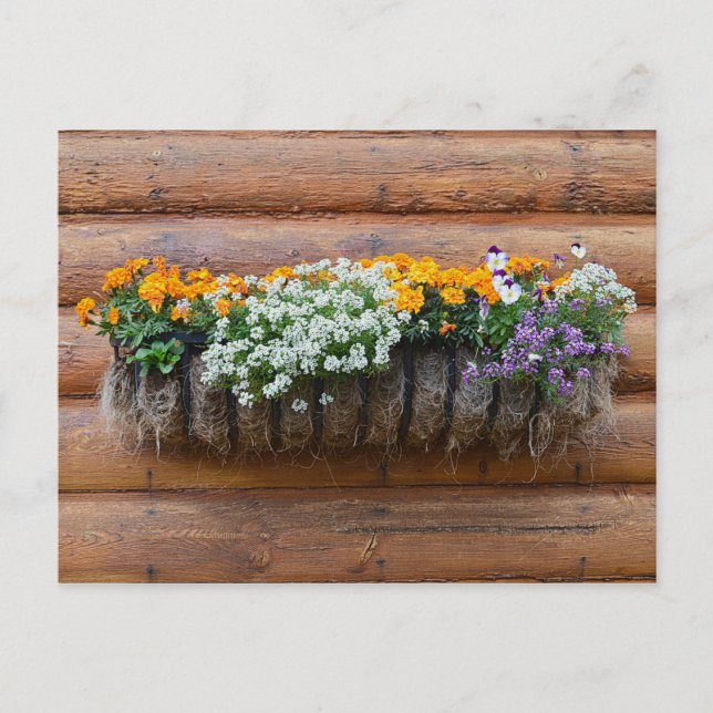 Skåp för blomsterplanterogg vykort (Framsida)