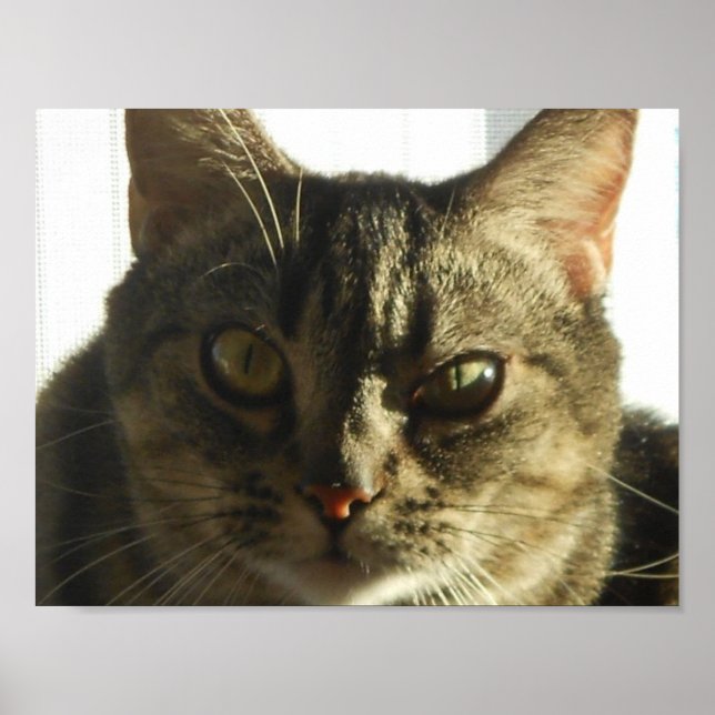 Skapa din egen 11-tums x 8,5-tums Poster (Framsidan)