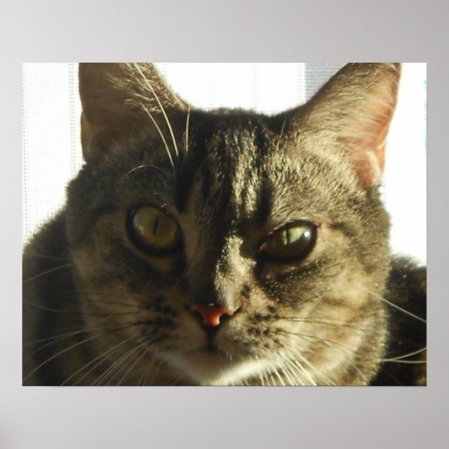 Skapa din egen 20-tums x 16-tums Poster (Framsidan)