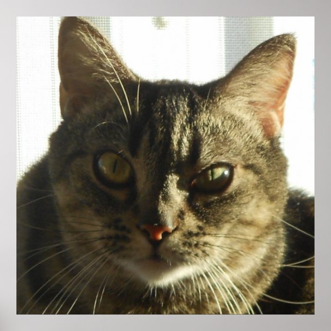 Skapa din egen 24-tums x 24-tums Poster (Framsidan)