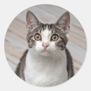 Skapa din egen anpassade foto husdjur katt hund dj runt klistermärke