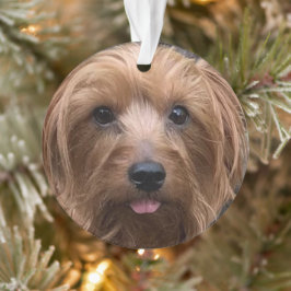 Skapa din egen Hund Photo Anpassningsbar Pet Puppy