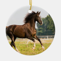 Skapa din egen husdjurs-häst Foto Anpassad bild