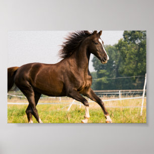 Skapa din egen husdjurs-häst Foto Anpassad bild Poster