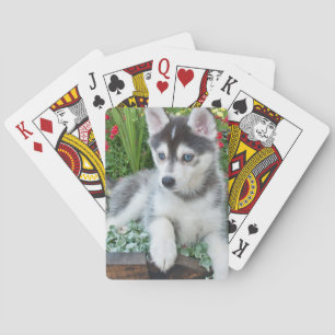 Skapa Din Egen Husdjursfoto Anpassad Bild Casinokort