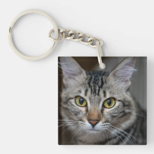 Skapa Din Egen Katt Djur Foto Anpassad Bild