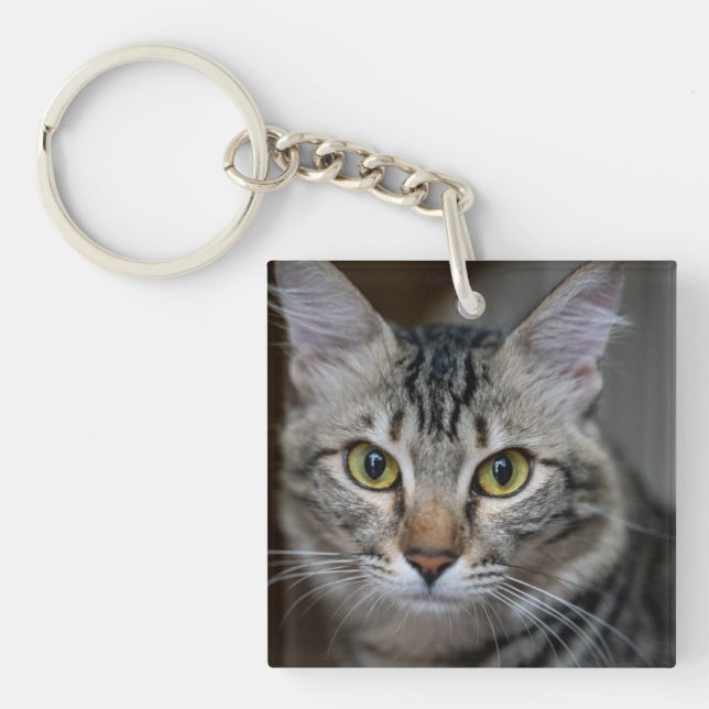 Skapa Din Egen Katt Djur Foto Anpassad Bild (Framsidan)