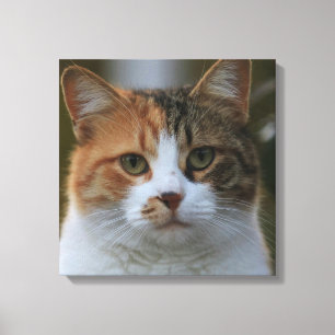 Skapa Din Egen Katt Djur Foto Anpassad Bild