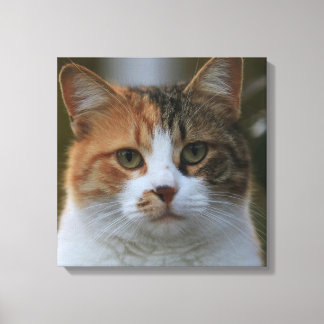 Skapa Din Egen Katt Djur Foto Anpassad Bild