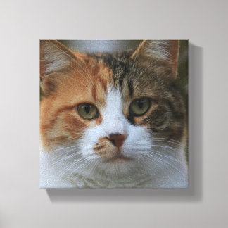 Skapa Din Egen Katt Djur Foto Anpassad Bild
