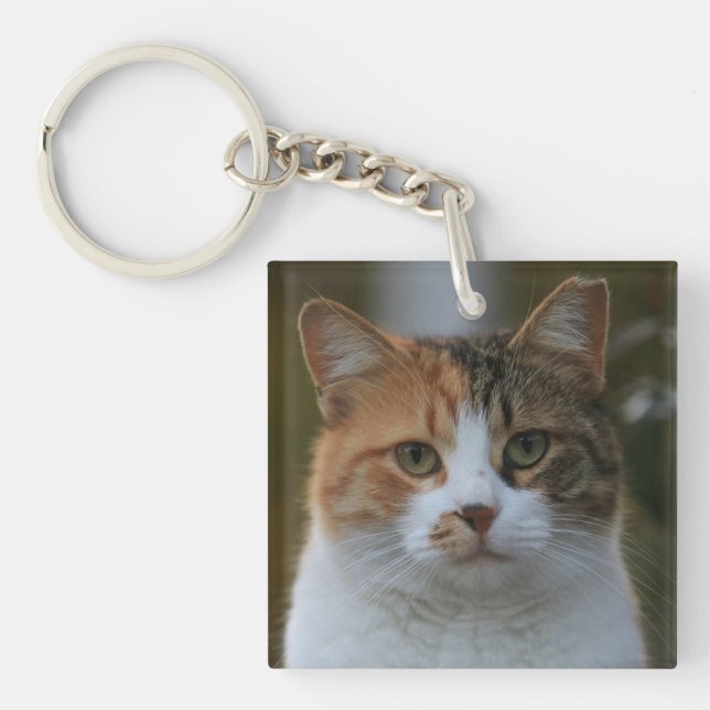 Skapa Din Egen Katt Djur Foto Anpassad Bild (Framsidan)