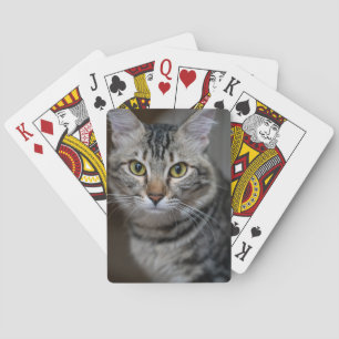 Skapa Din Egen Katt Djur Foto Anpassad Bild Casinokort