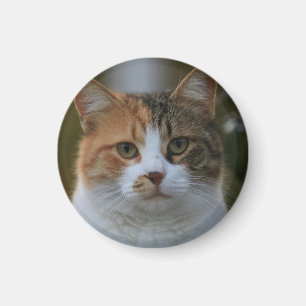 Skapa Din Egen Katt Djur Foto Anpassad Bild Magnet