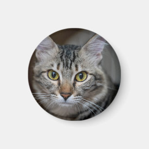 Skapa Din Egen Katt Djur Foto Anpassad Bild Magnet