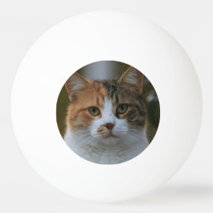 Skapa Din Egen Katt Djur Foto Anpassad Bild Pingisboll