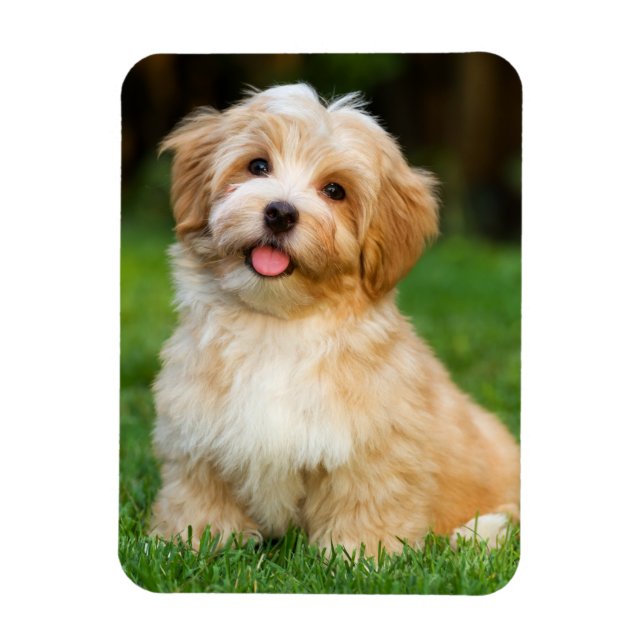 Skapa Ditt Eget Anpassade Husdjurs Hund Foto  Magnet (Vertikal)