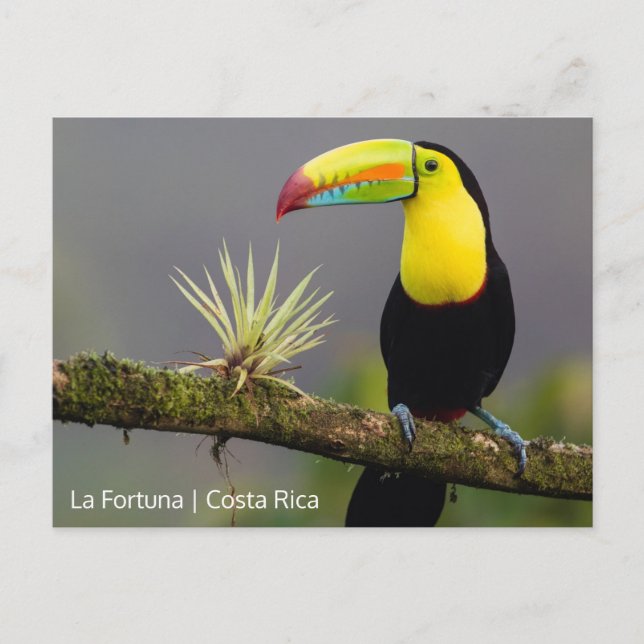 Skapa ditt eget Costa Rica-foto Vykort (Framsida)
