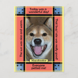 Skapa Ditt Eget Husdjur Hund Katt Foto Rolig Text Vykort