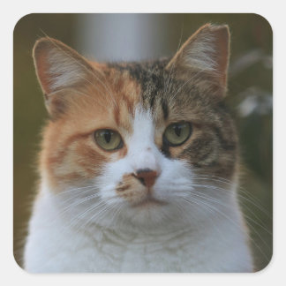 Skapa Ditt Eget Kattdjur Foto Anpassad Bild Fyrkantigt Klistermärke