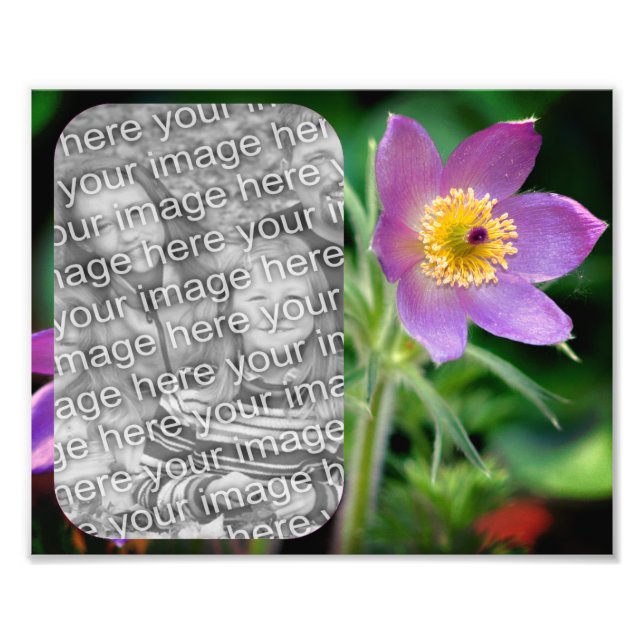 Skapa ditt eget Pasque Flower Ram 8 x 10 Fototryck (Framsidan)
