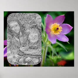 Skapa ditt eget Pasque Flower Ram-foto Poster