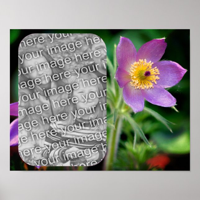 Skapa ditt eget Pasque Flower Ram-foto Poster (Framsidan)