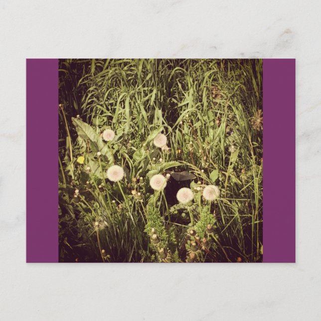 Skapa ett önskat vykort (Framsida)