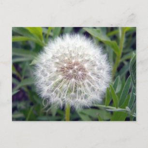 Skapa ett önskat vykort