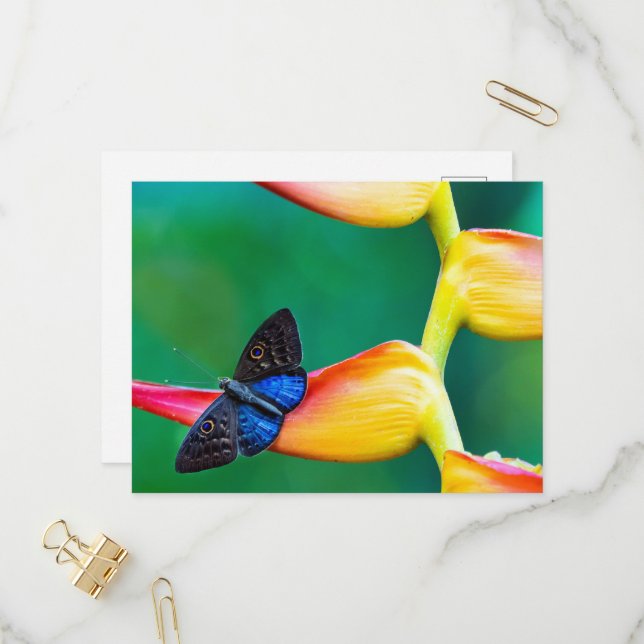 Skapa fotomall för Anpassningsbar för egen Personl Inbjudan Vykort (Fram/Back In Situ)