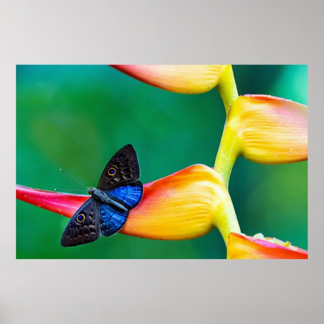 Skapa fotomall för Anpassningsbar för egen Personl Poster (Framsidan)