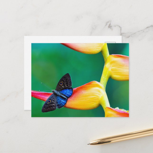 Skapa fotomall för Anpassningsbar för egen Personl Vykort (Fram/Back In Situ)