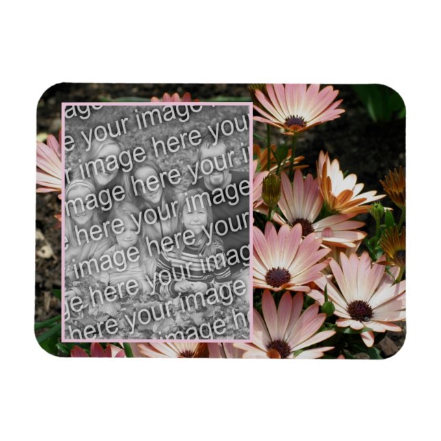 Skapa fotot för egna Rosa African Daisy Flowers Ph Magnet (Horisontell)