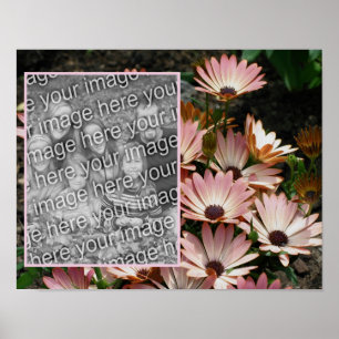 Skapa fotot för egna Rosa African Daisy Flowers Ph Poster