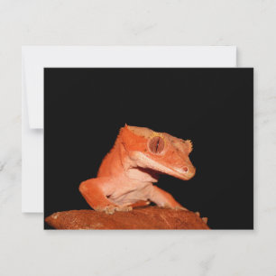 skapad gecko