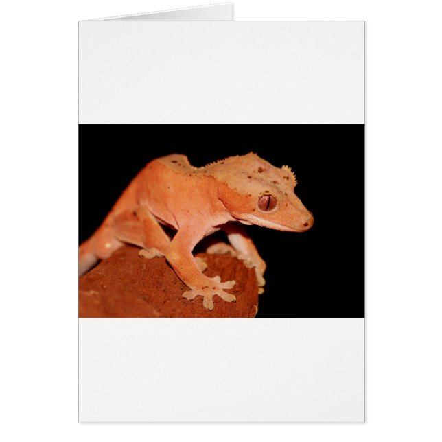 skapad gecko hälsningskort (Framsidan)