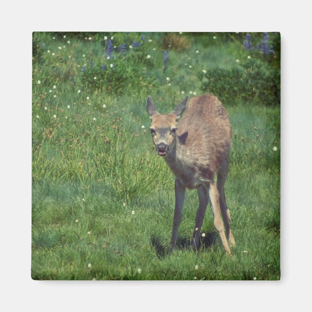 Skapar Ansikte Magnet (Framsidan)