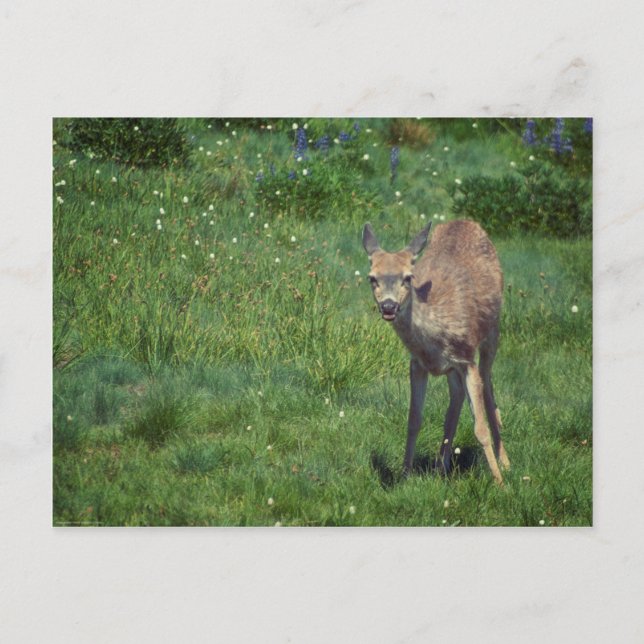 Skapar Ansikte Vykort (Framsida)